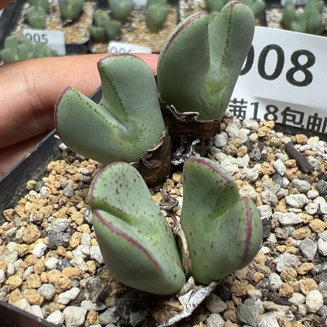 【闪购商品】 008。