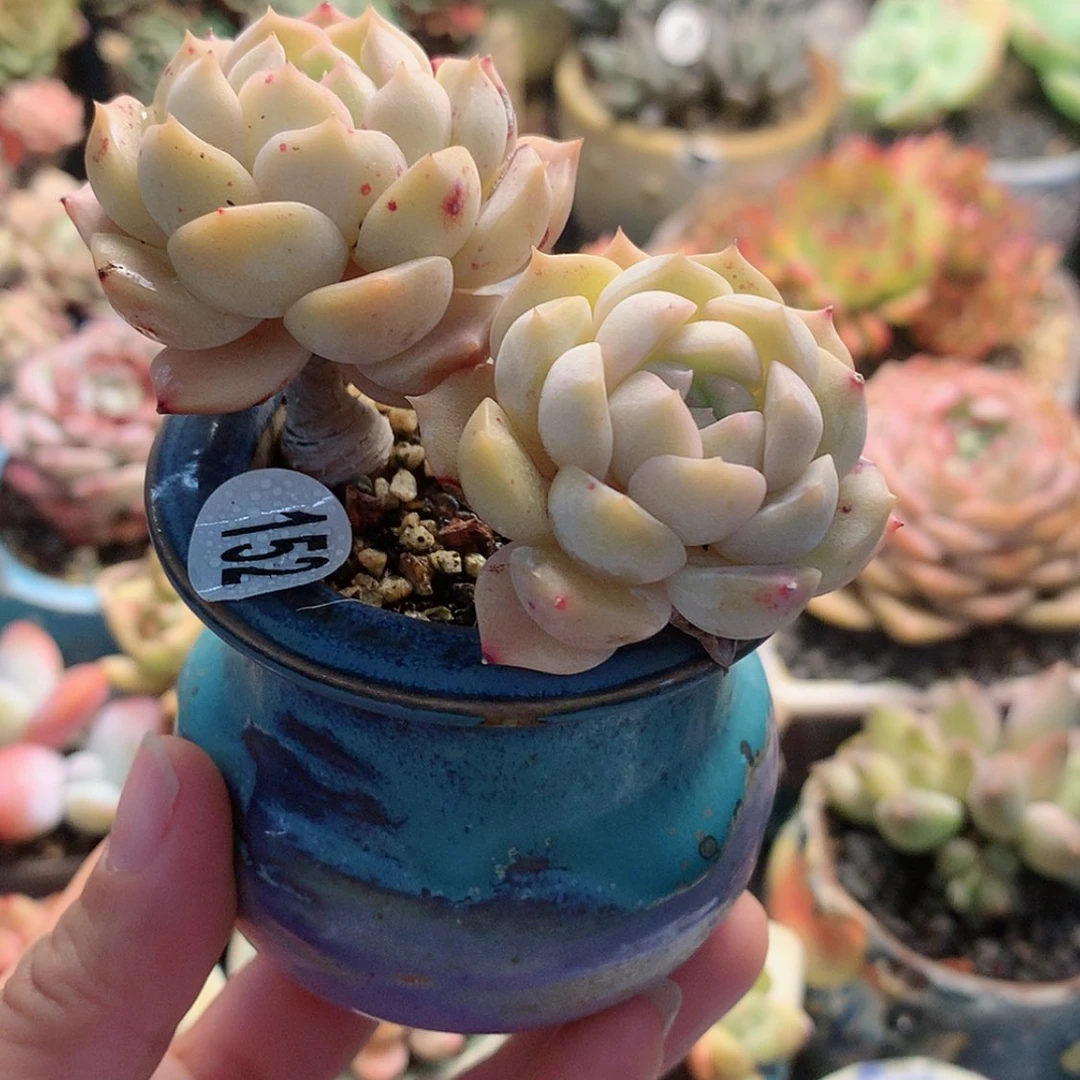 【闪购商品】悄**笑悄然微笑带盆