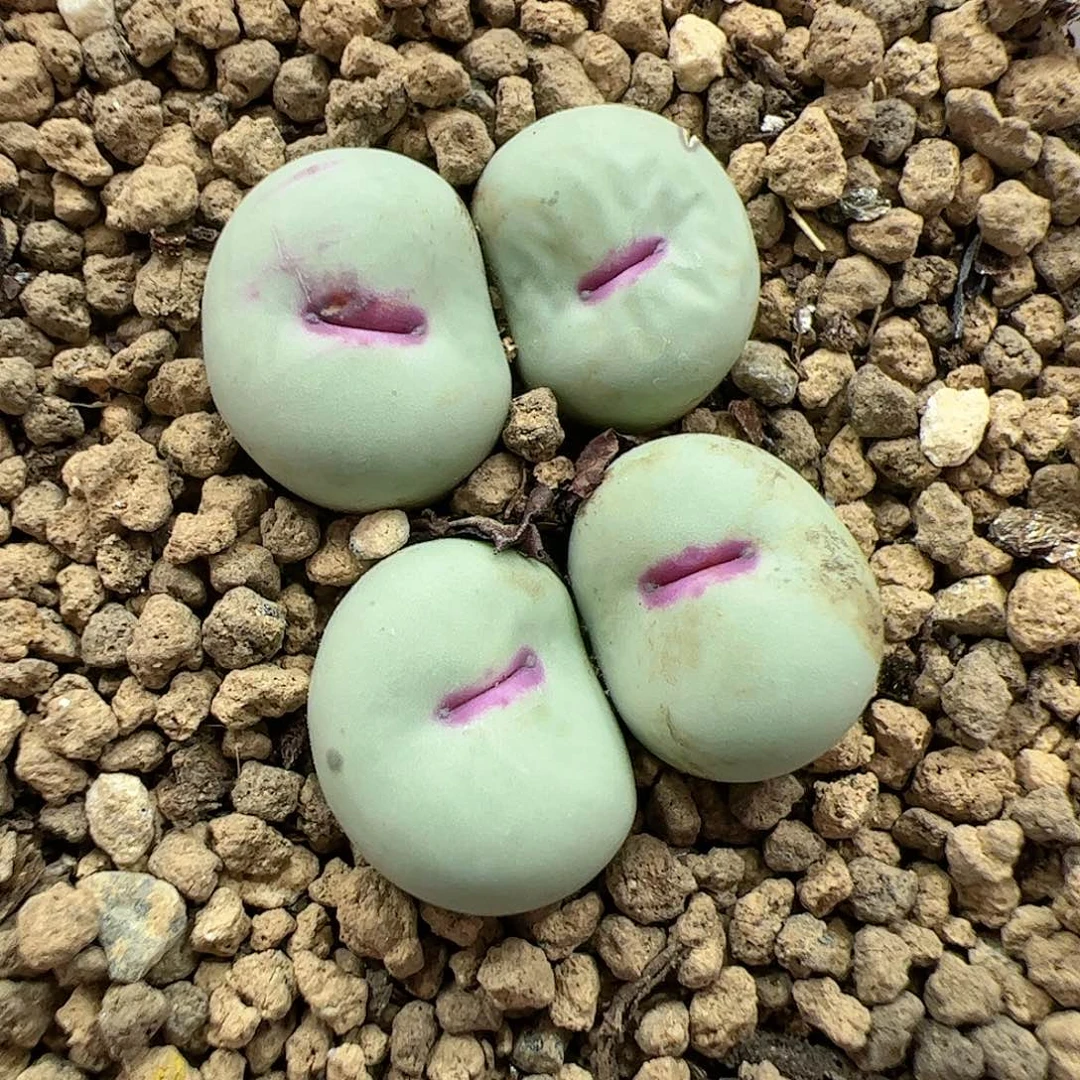 【闪购商品】60 福利