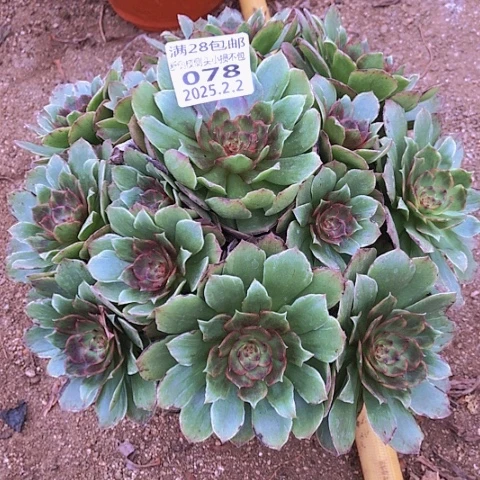 一**鼎2.2-78红丝绒多肉植物