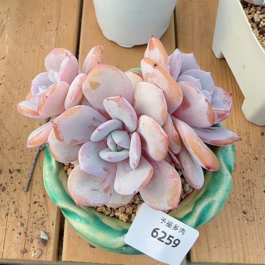 粗桩奶茶，6259多肉植物