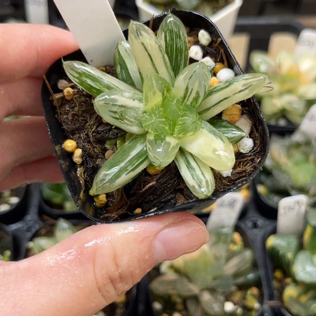 419水晶灯玉露锦一物一拍