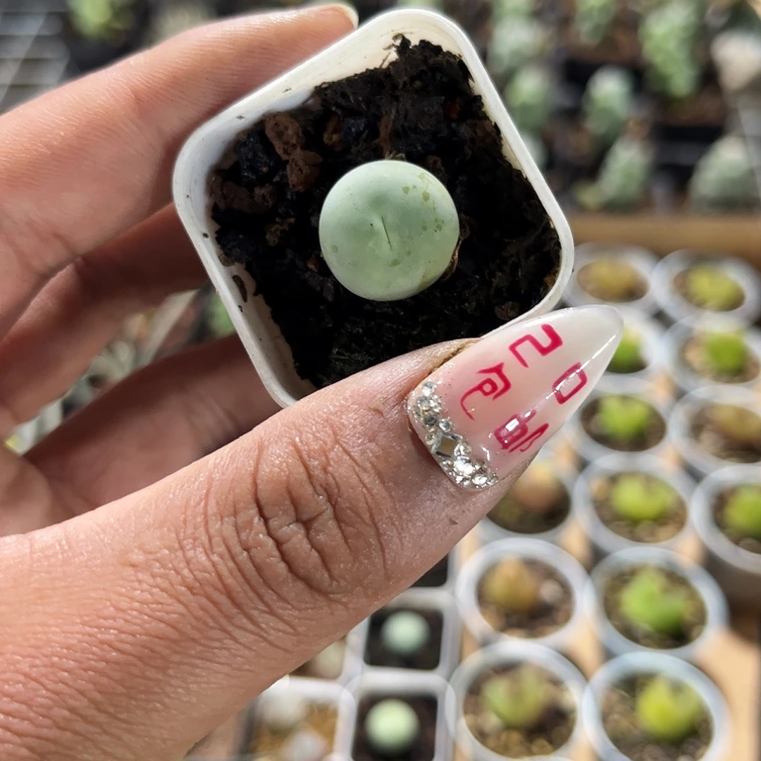 鸽子蛋单头发货单头