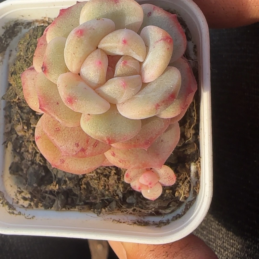 多肉小卡拉米糖心一物一拍