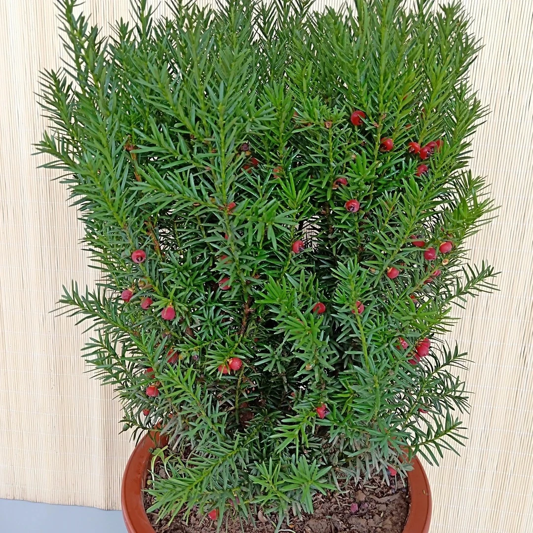 耐寒曼地亚红豆杉树苗盆栽室内外均可种植四季长青