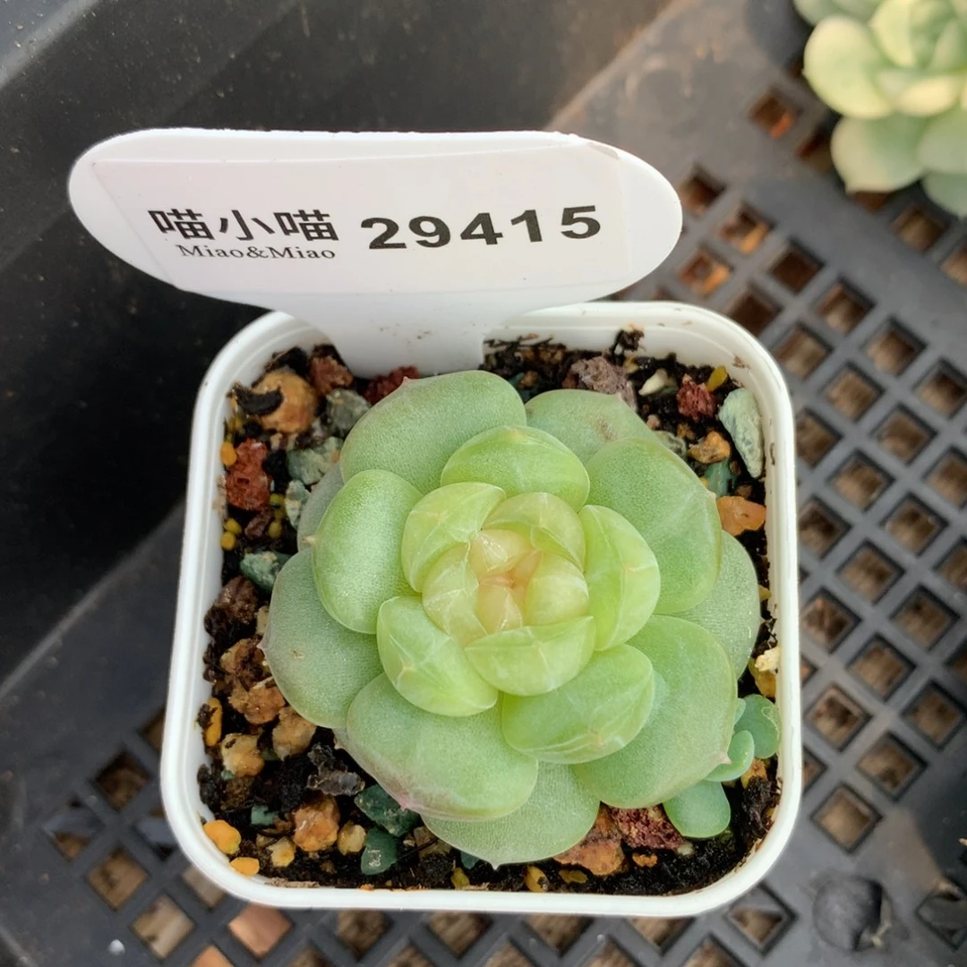 ****。多肉植物杂交珍妮