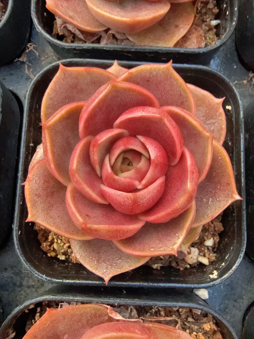 赤焰玫瑰单头（4-7cm）脱土