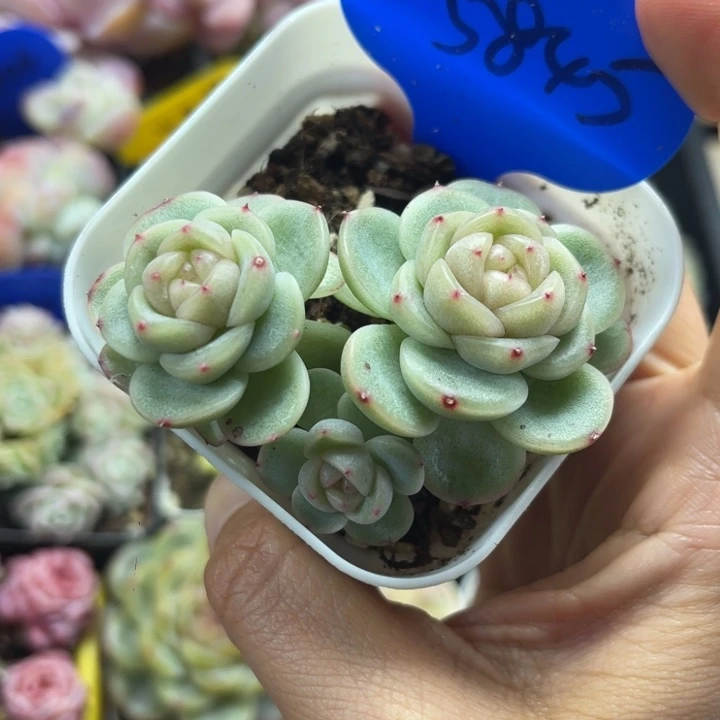 独家FJ200珍妮群5845