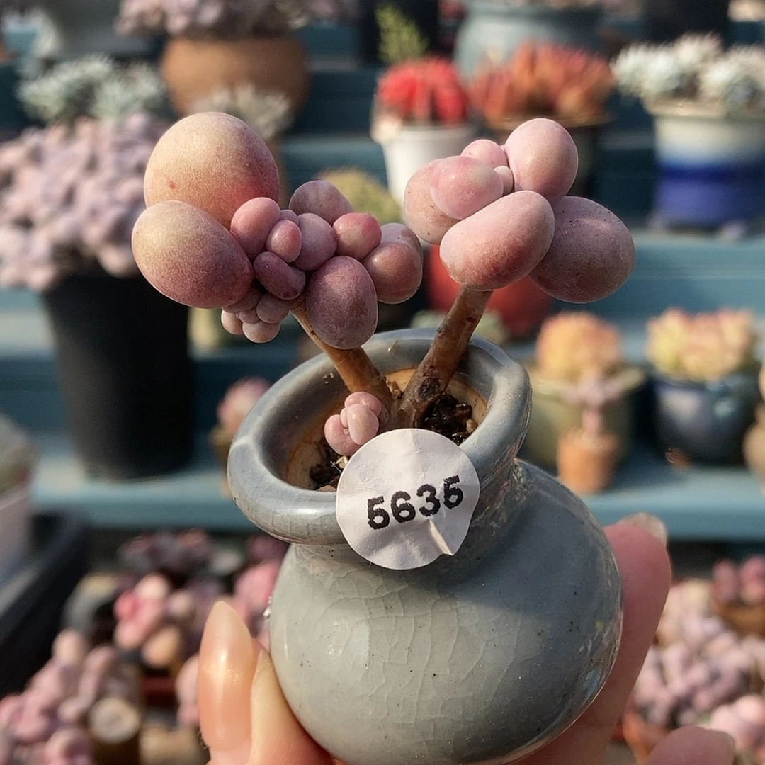 5635糖果腰子蛋带盆土