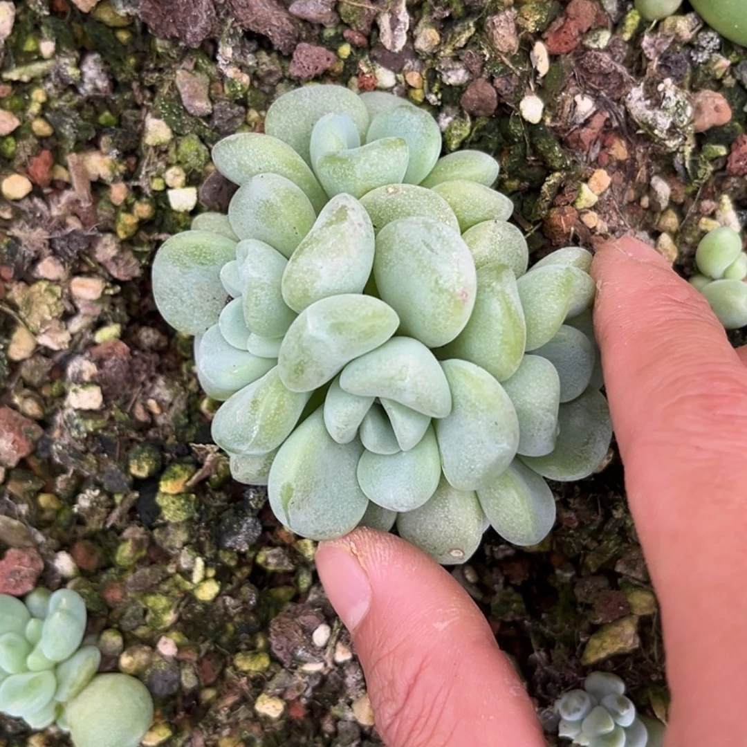 玉麒麟四头 尺寸8