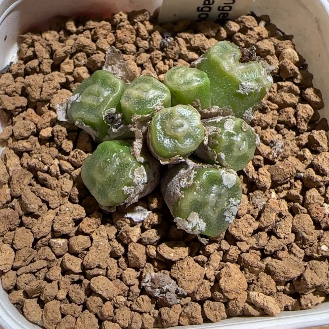 靓***丫肉锥多肉植物组合-