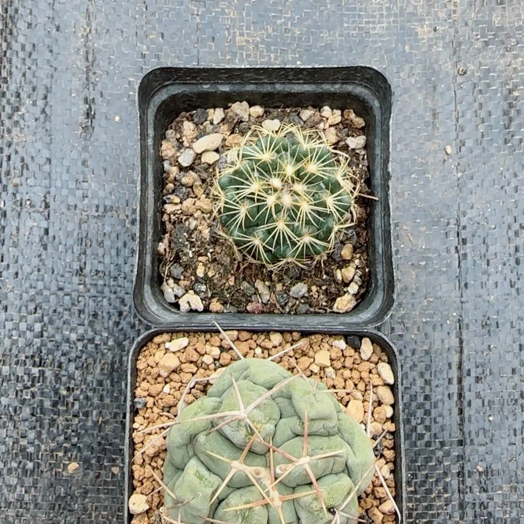 实生仙人球两颗000