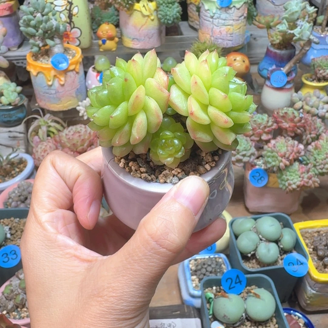 灯泡 多肉含盆土30元包邮除偏远