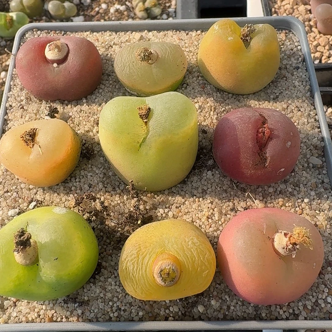 2厘米左右毛汉尼10颗陪色彩彩的