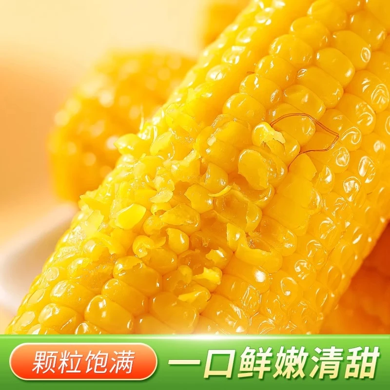 【可试吃两根】东北黄糯玉米当代餐糯玉米真空包装黏玉米整箱14根