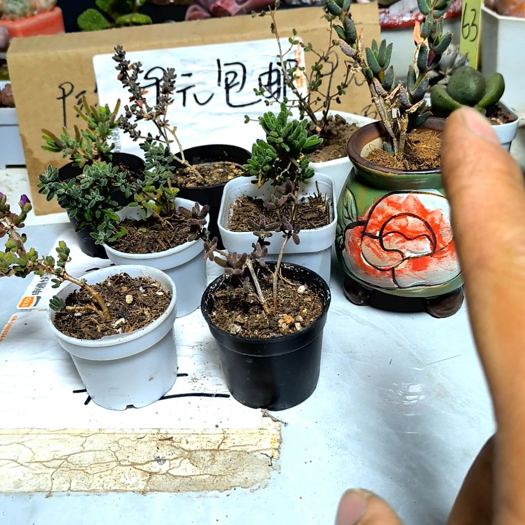 满9元包邮，五颗不同枝干老苗