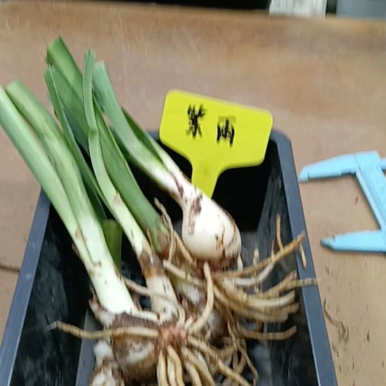 无花朵紫雨侧2-3发一个