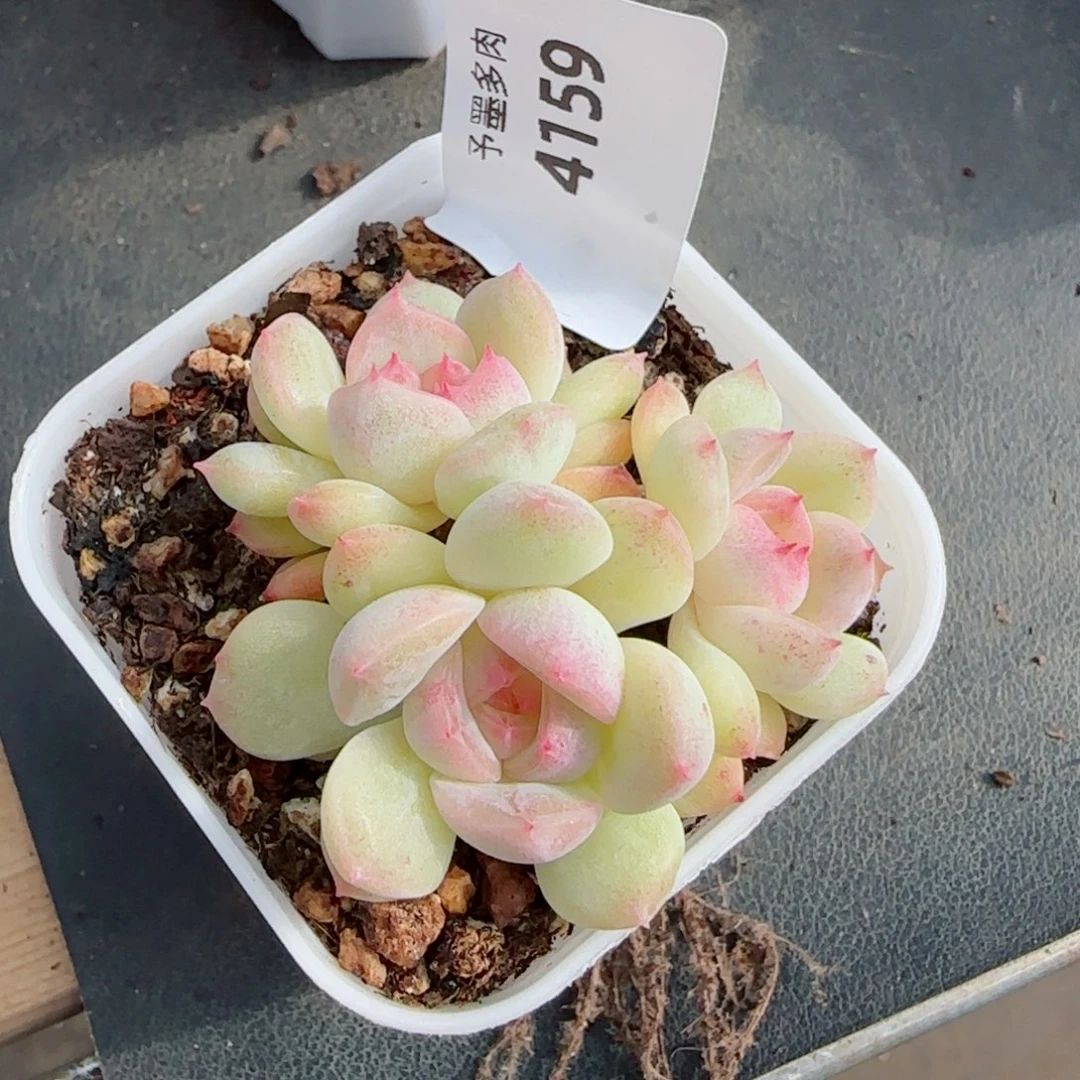 璇玑珍妮群，4159多肉植物