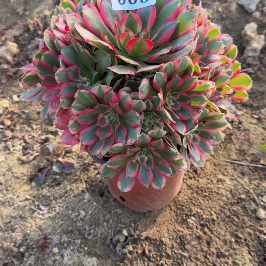 608妖月。多肉植物