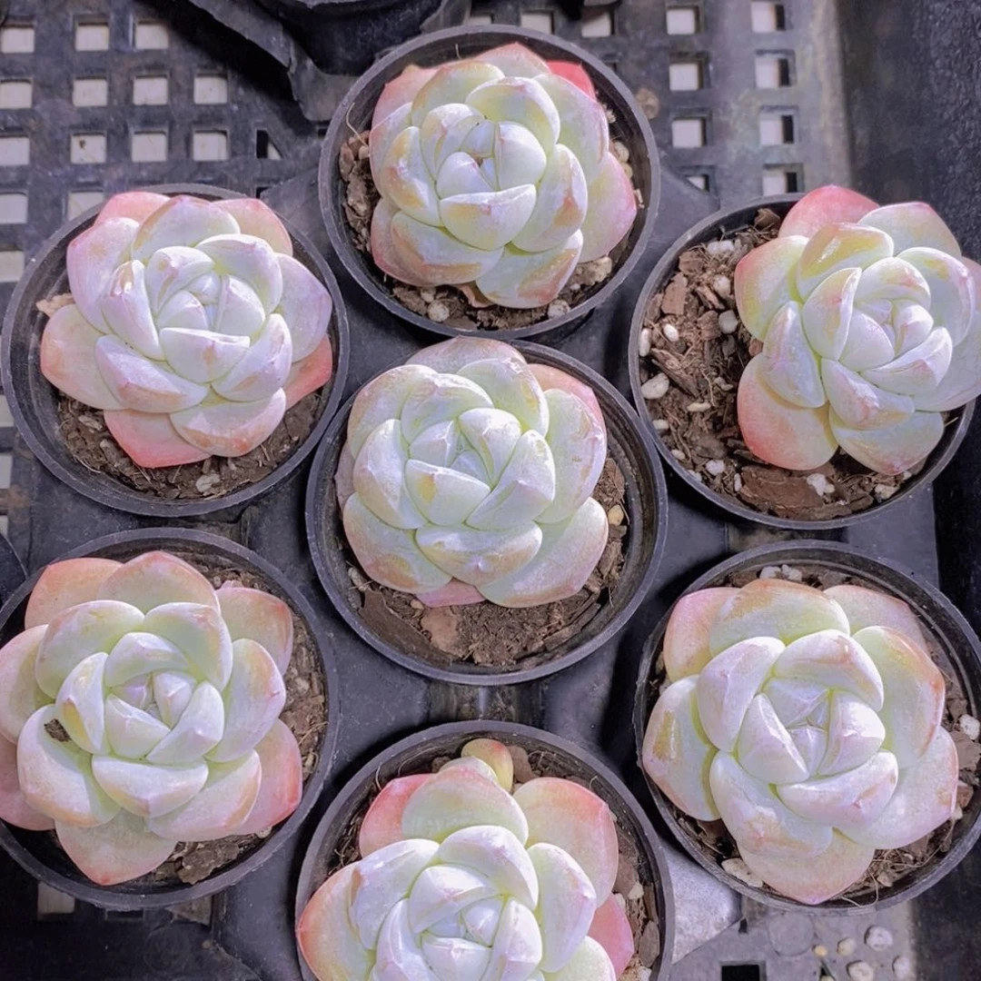 1114-39-精品奶油白底珍妮冰玉七个 带托架