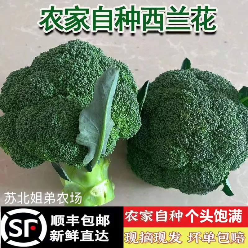 【顺丰包邮】新鲜西兰花露天种植现摘现发脆嫩鲜花菜绿色蔬菜