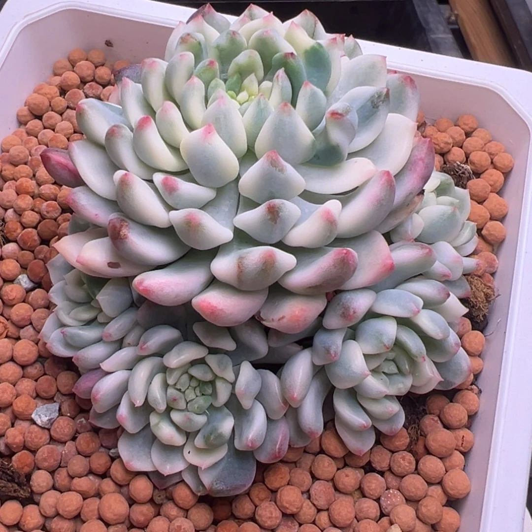 蓝苹果锦，无砍群生