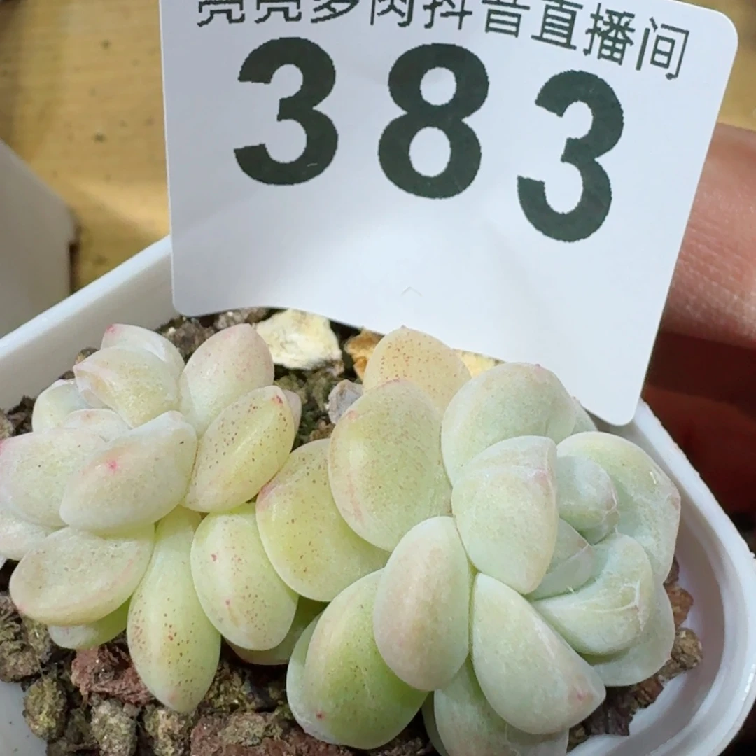 桃**?冰玉         精品多肉