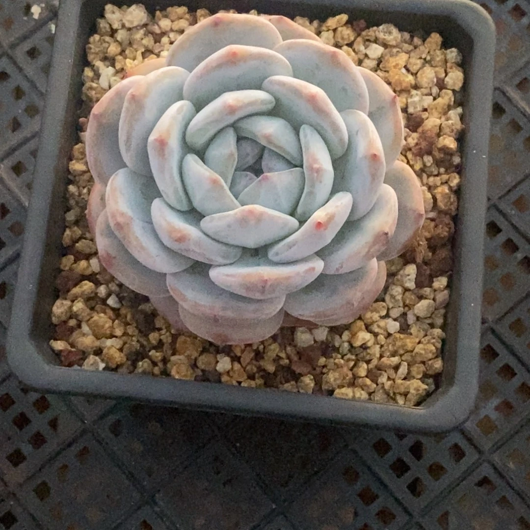 一****?星影单头一物一拍