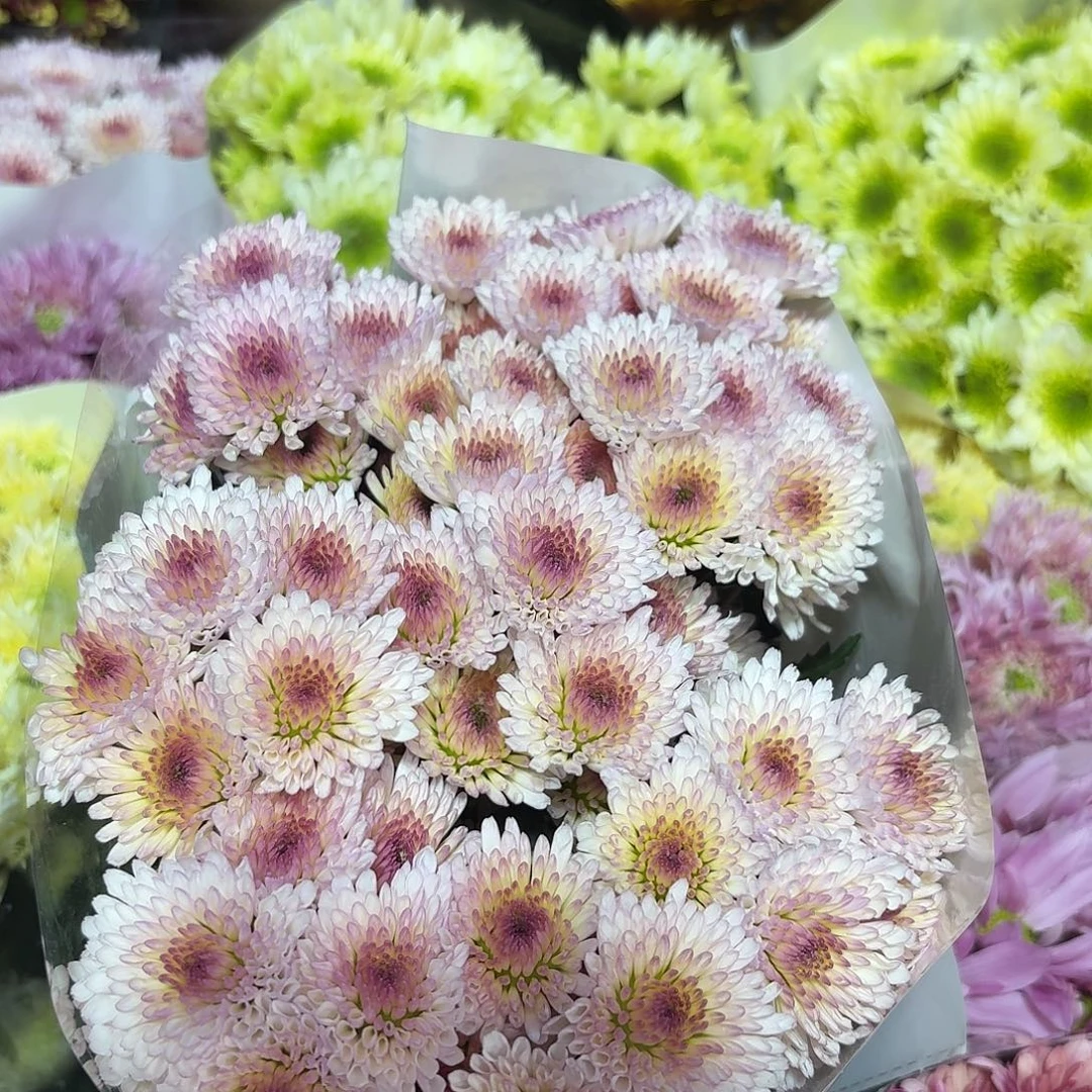 基地 南农丽珠小菊10支