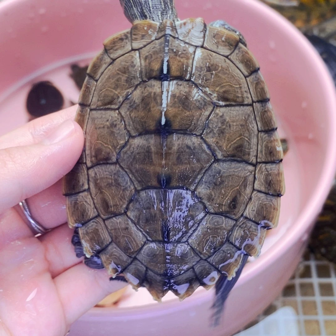 不分公母宠物龟大地图