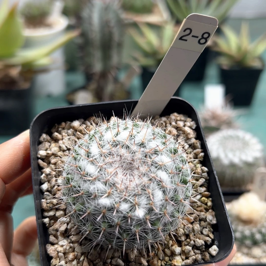 实生乳突杂交脱土发货多肉