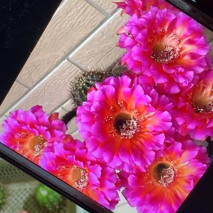 闪耀侧芽4公分彩草