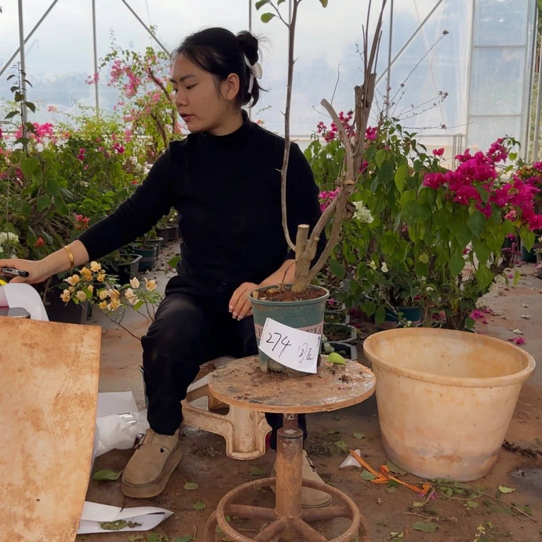 大部分花苞少量开放重瓣粉 274脱