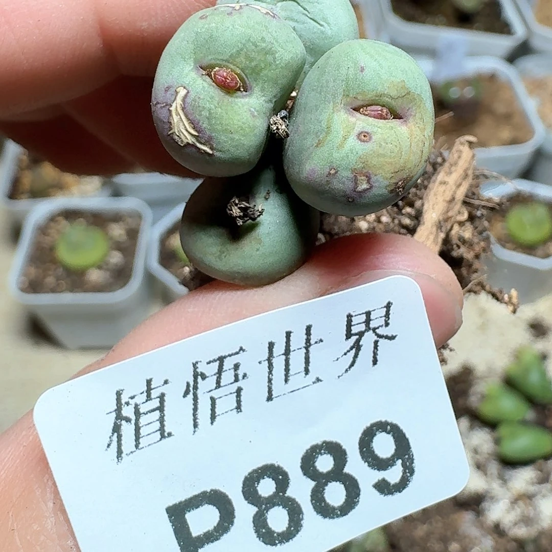 889盒多肉植物哇f g