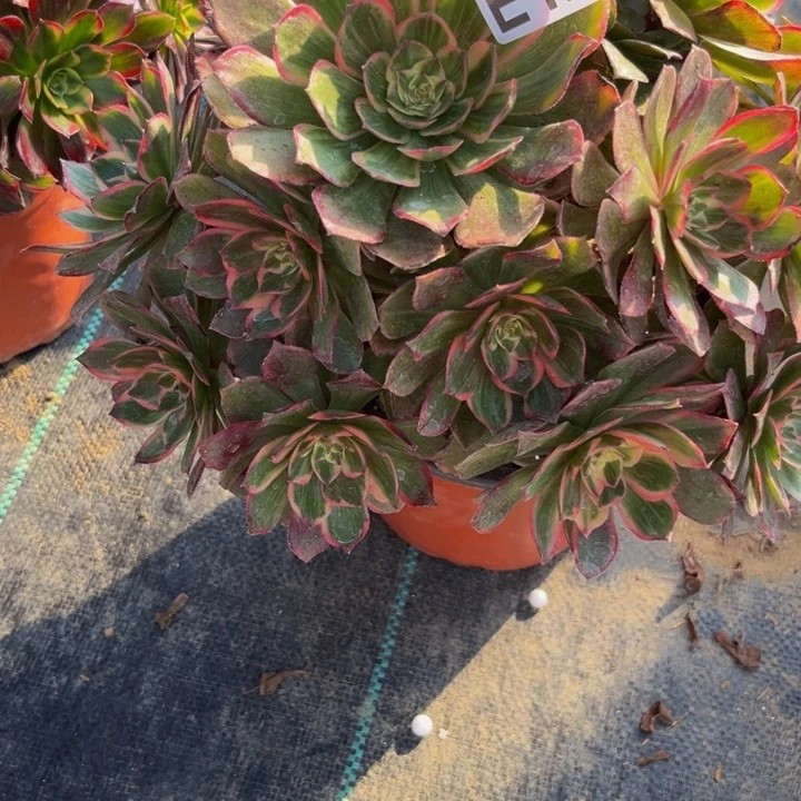 122多肉植物一物一拍