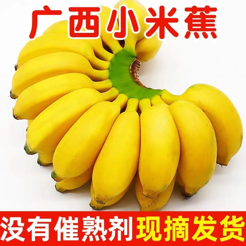 【小琴专属】正宗小米蕉没有催熟剂现摘现发水果生鲜