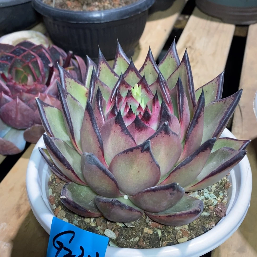 瑶*多肉植物多肉植物2313