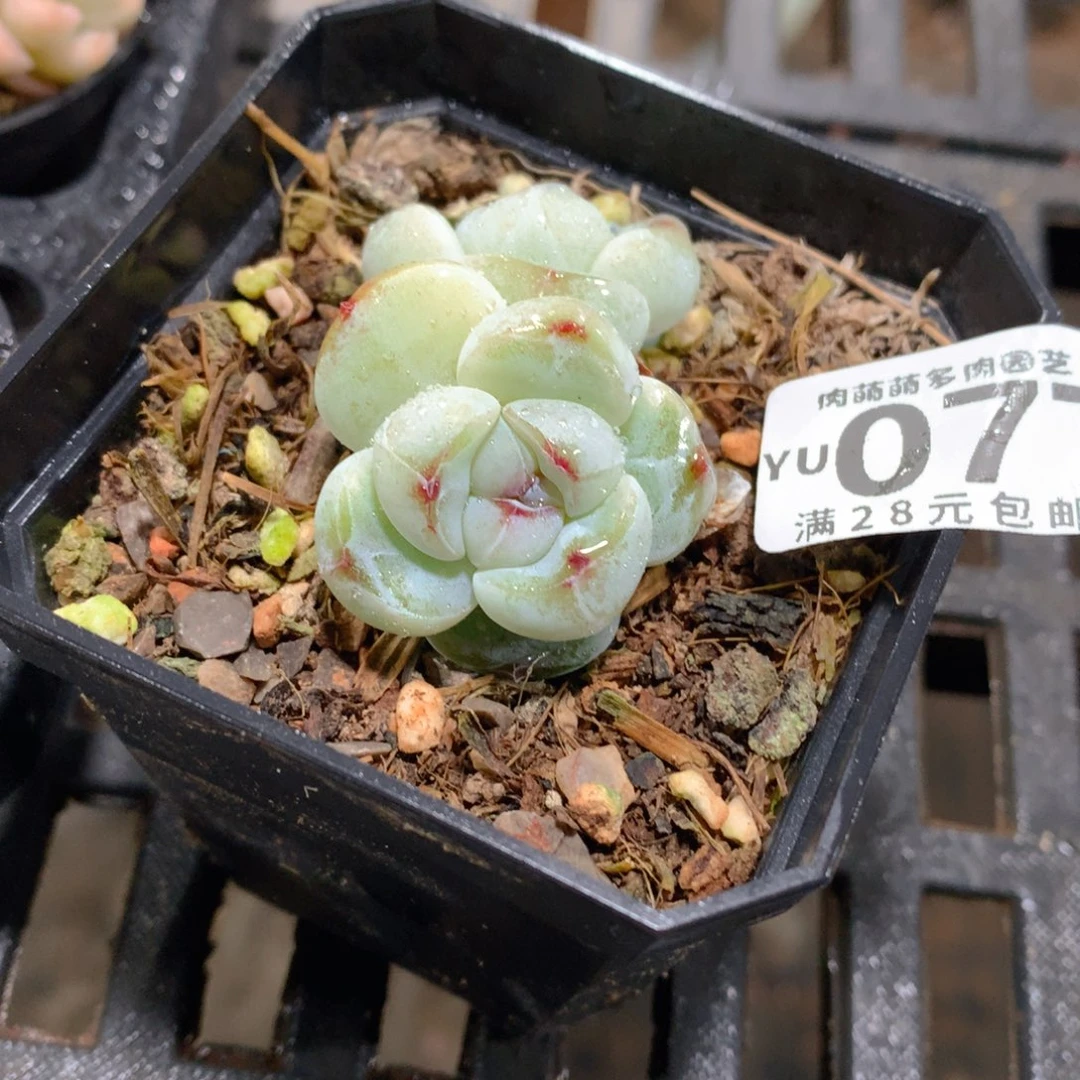 肉萌萌拇指盆精控多肉YU077