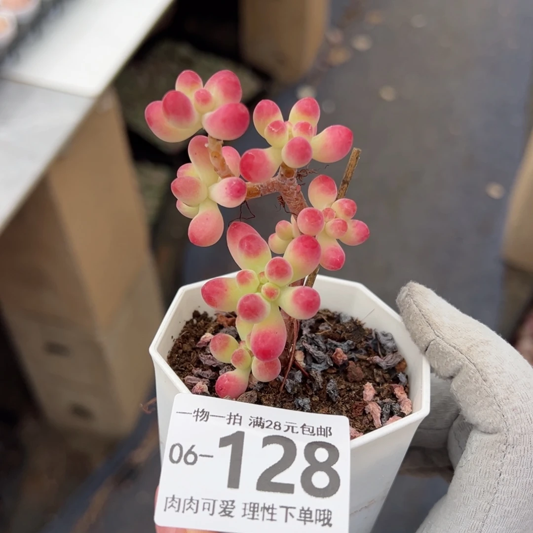 果冻乙女心多肉多肉多肉多肉