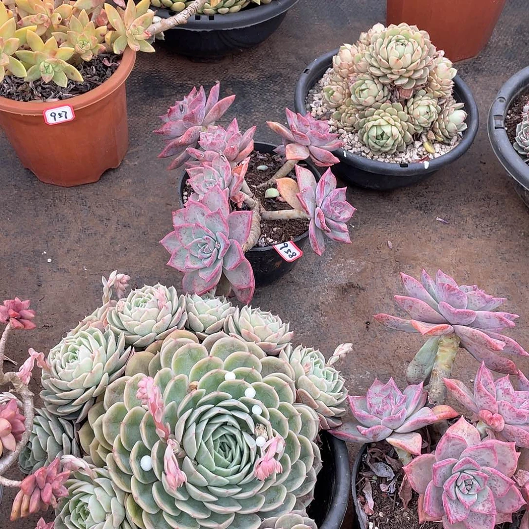 958冰月 一物一拍多肉