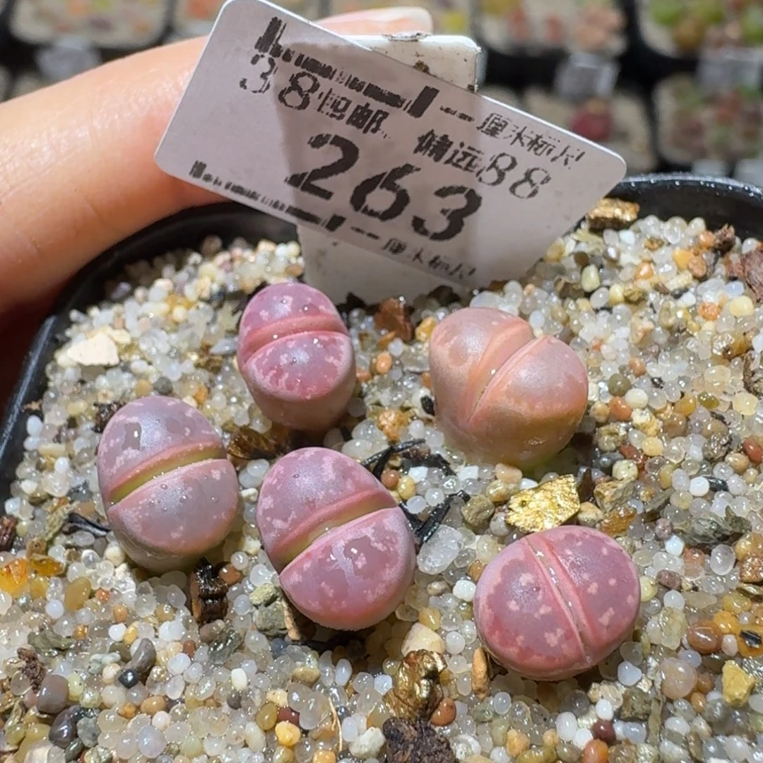 Sss精品清仓款263