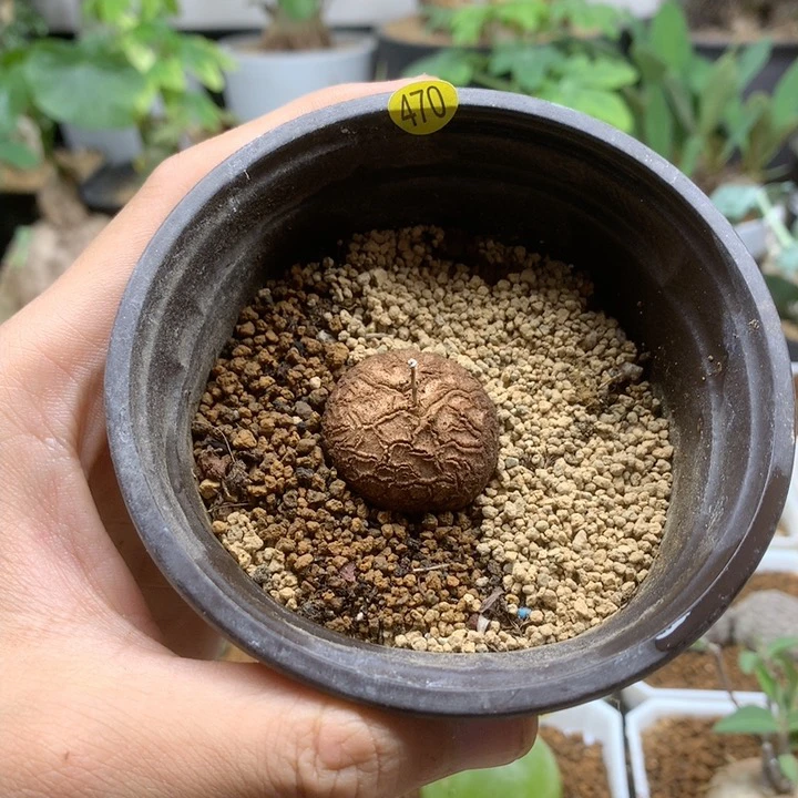 南非龟甲龙带盆470