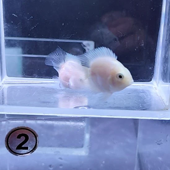 孔雀鱼白金迷你鹦鹉一对