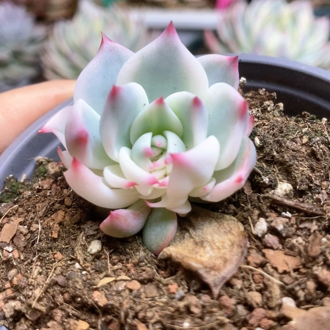 032锦锦锦锦锦锦锦锦