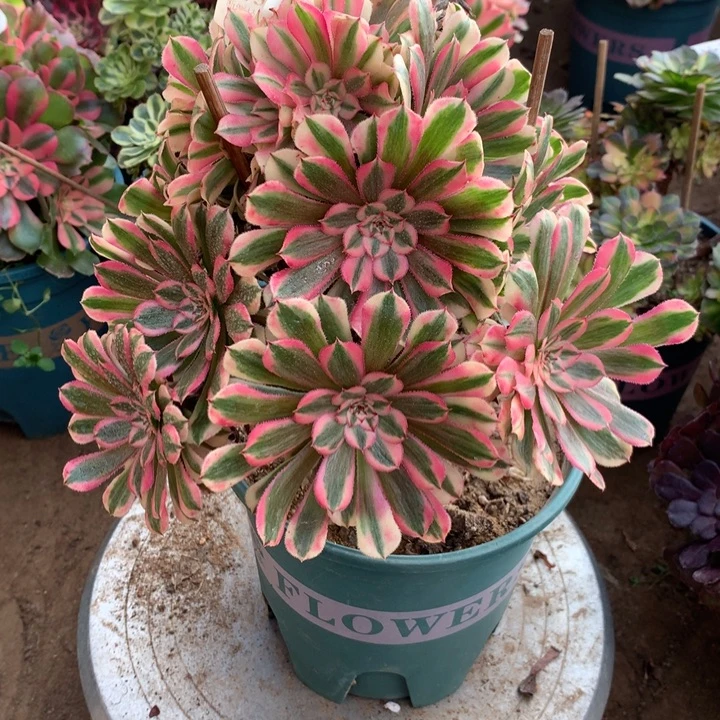 973粉铜多肉植物特价