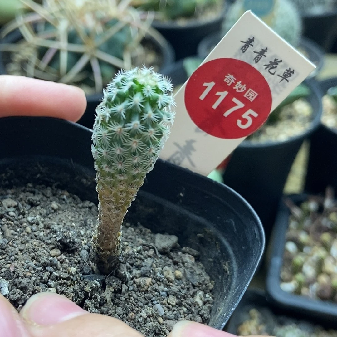 实生赤花美针玉1.3cm