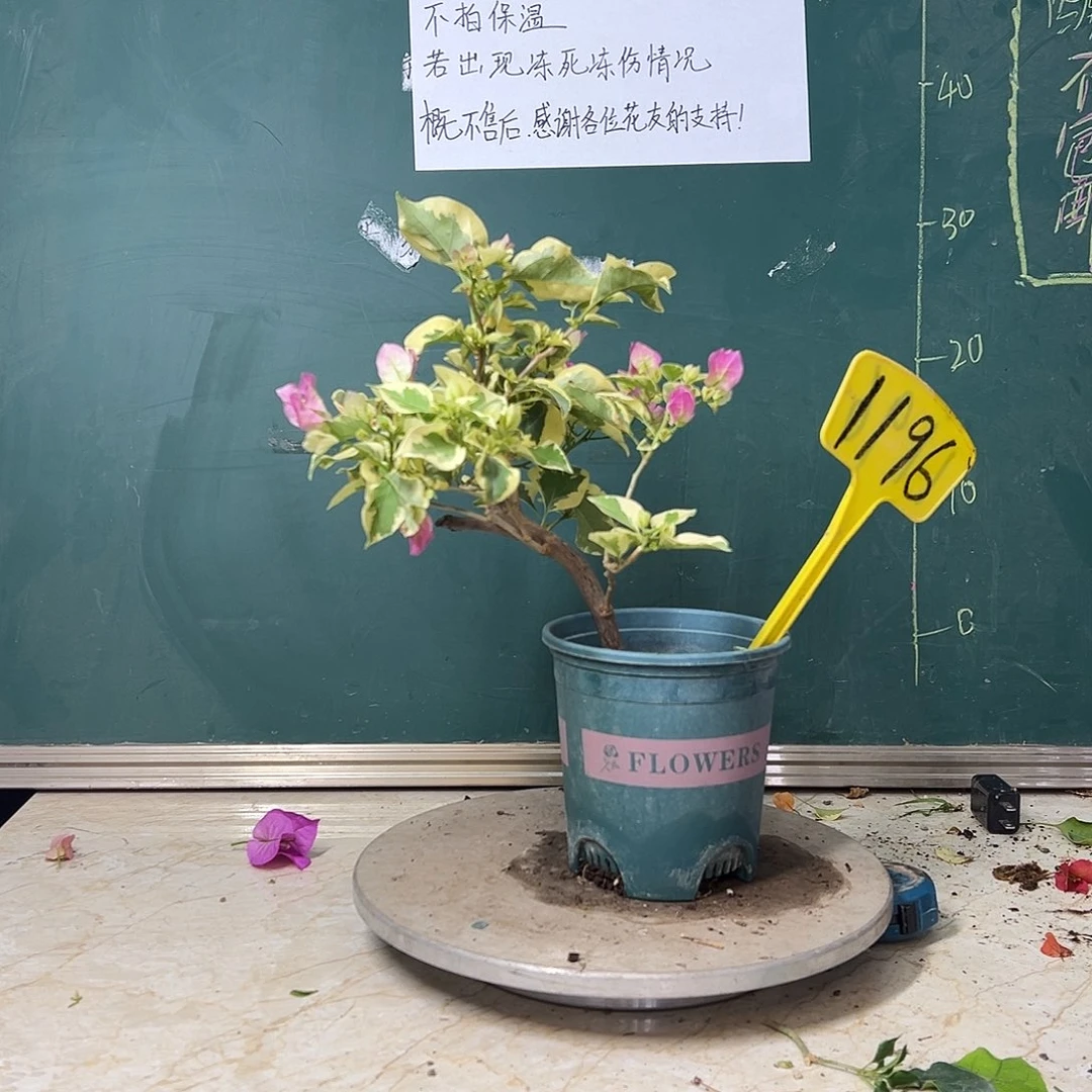 完全开放  金边宫粉 造型  1196