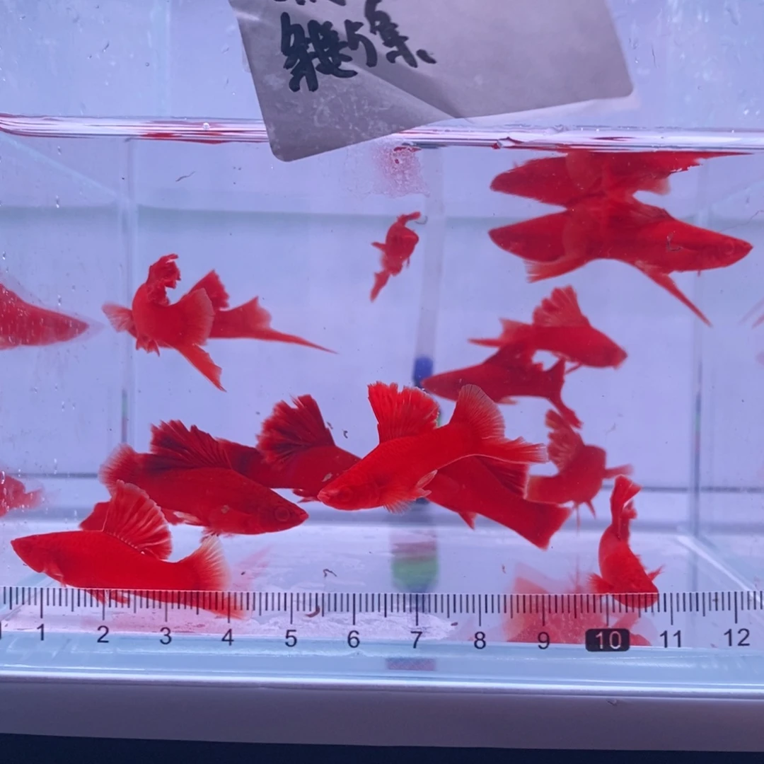 三***酒红剑鱼高鳍红剑清缸瑕疵亚成10条送5条