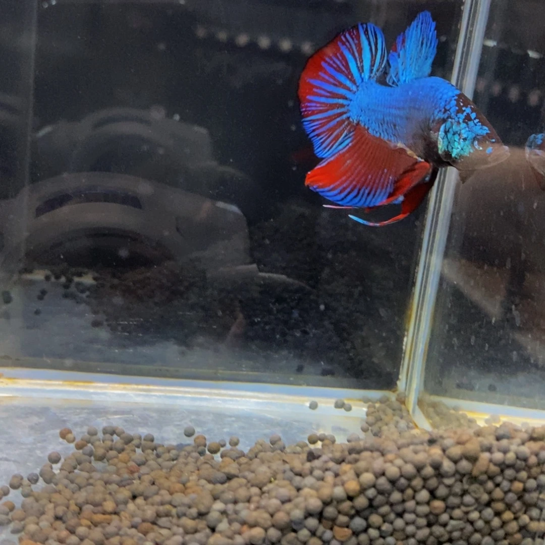 斗鱼278巨斗11111