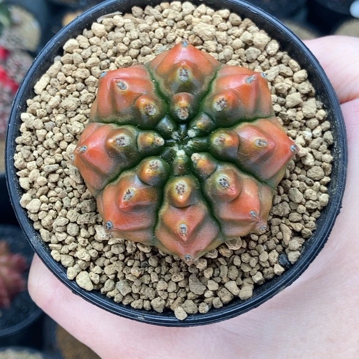 ?****专拍的 米哈仙人球